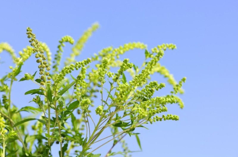 Immagine Ordinanza contro la diffusione dell'ambrosia